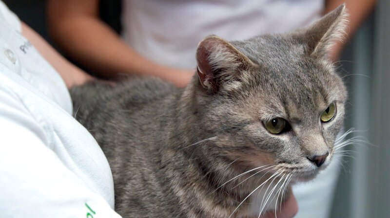 In drei Operationen retteten die Tierärzte an der Mosel das Leben des Unfallkaters Simba. – Bild: NDR/​Doclights GmbH 2019