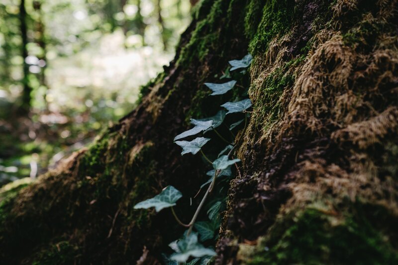 Der Efeu ist immergrün und kann mehrere hundert Jahre alt werden. Mit Hilfe von Haftwurzeln klettert er an Mauern und Bäumen hinauf, bis in eine Höhe von 20 Metern. – Bild: BR/​Sylvia Bentele