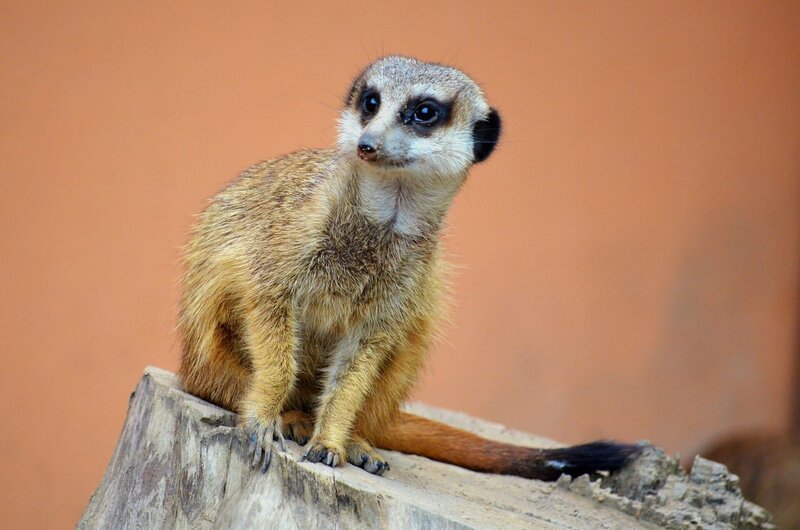 die Meerkatze – Bild: Public Domain