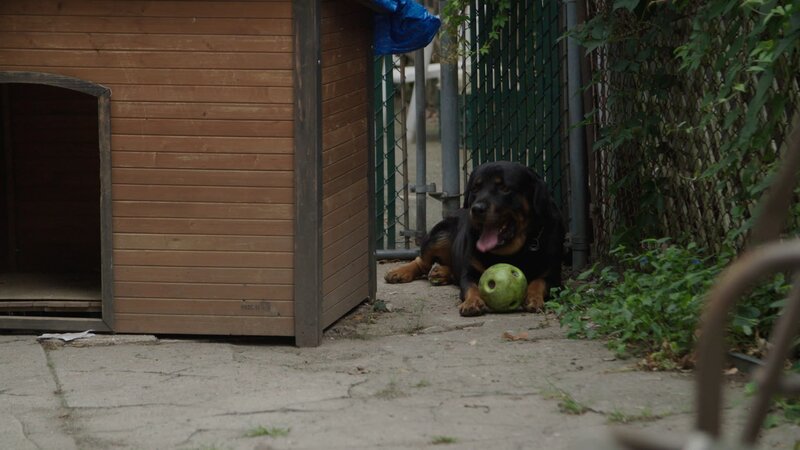 Jasper sits in the yard. – Bild: Animal Planet /​ Discovery Communications