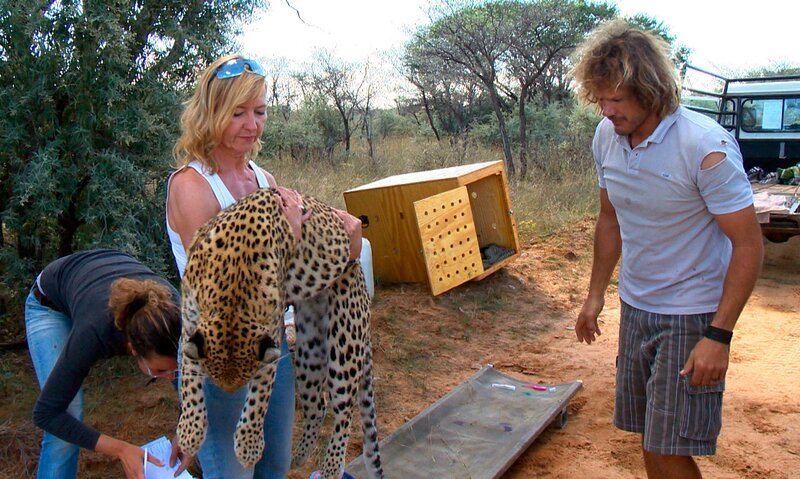 Höhepunkt eines Volontärbesuches auf Harnas ist der direkte Kontakt mit – zum Glück betäubten – Großkatzen! – Bild: SWR