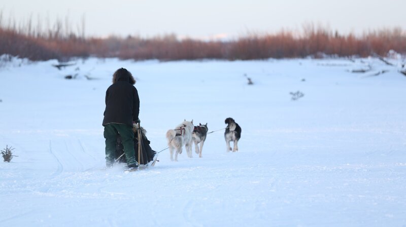 Tyler Selden running the dogsled team. – Bild: Discovery