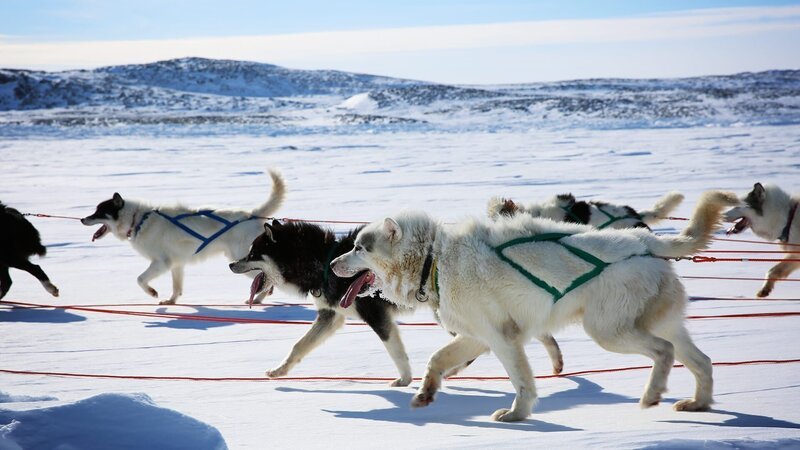 Seit Jahrtausenden besteht ein unsichtbares Band zwischen Homo sapiens und Hund. Auch heute vertrauen Menschen auf der ganzen Welt ihre Besitztümer und sogar ihr eigenes Leben den domestizierten Raubtieren an! Voraussetzung für eine derart starke Partnerschaft ist neben einer artgerechten Haltung vor allem das richtige Training. Keiner weiß das besser, als Farmer oder Viehzüchter, die ihren wertvollen Tierbestand in die Obhut ihrer Hunde geben. Vom Transmontano Mastiff, der in Portugal zum Schutz von Schafherden eingesetzt wird, über den neuseeländischen Huntaway bis zum Husky, dem Schlittenhund der Inuit: Diese Folge zeigt, wie der beste Freund des Menschen zu einem effektiven Arbeitstier mutiert. – Bild: Animal Planet