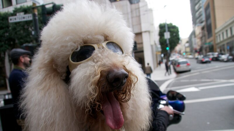 Dog on bike. – Bild: For merchandising, publishing & ancillary products, check talent contract, appearance & property releases.