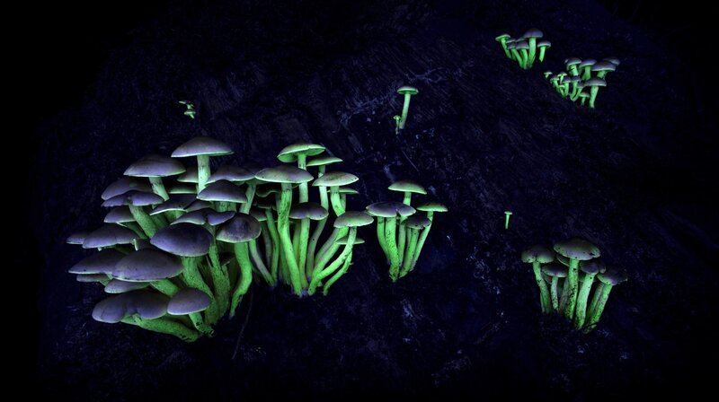 Die Jungfilmer Clemens Keck und Tom Horak zeigen in kunstvollen Bildern das Leben und das Überleben bei Nacht in unseren Wäldern und machen Naturphänomene wie Leuchtpilze sichtbar. – Bild: SWR/​Tom Horak