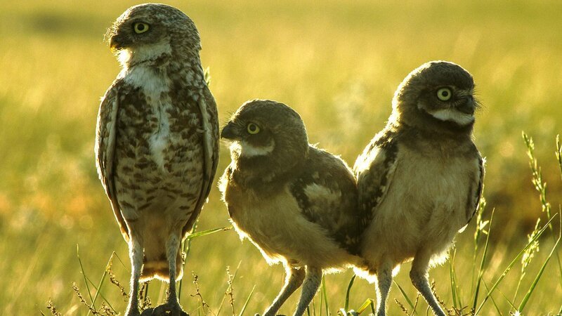 Kanincheneulen – Altvogel und zwei Jungvögel – Bild: Brian Leith Productions /​ Terra Mater /​ Jamie McPherson