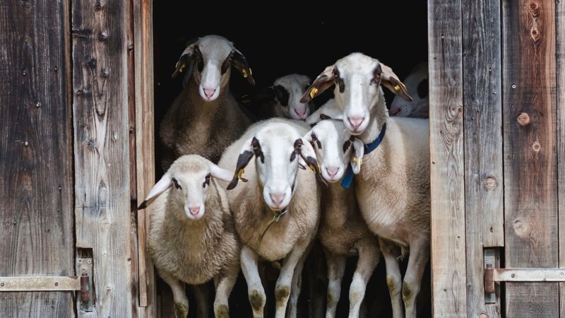 Kärntner Brillenschafe auf dem Hof der Schafzüchter Hinteregger – Bild: Terra Mater Studios GmbH + Monika Roidmayr /​ ServusTV /​ Carolin Darschin