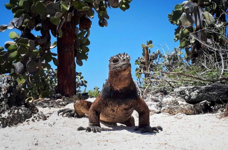 Eine Meerechse am Strand auf dem Weg ins Wasser – Bild: Nature Conservation Films