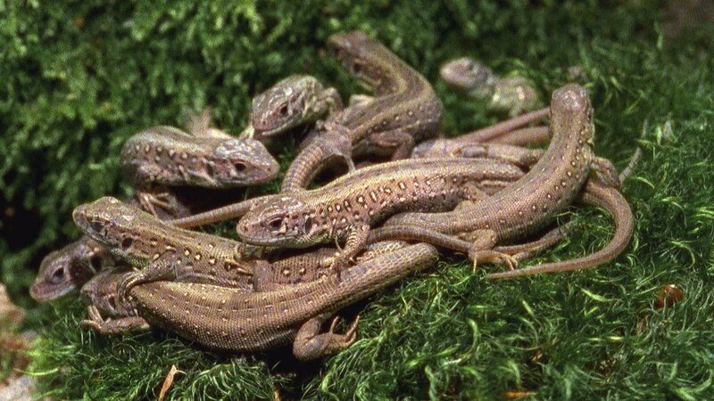 Die Eidechsen treffen sich zum Sonnenbaden. – Bild: ZDF/​Studio TV