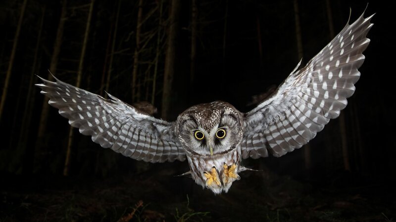 Raufusskauz im Flug – Bild: SRF/​Tom Horak