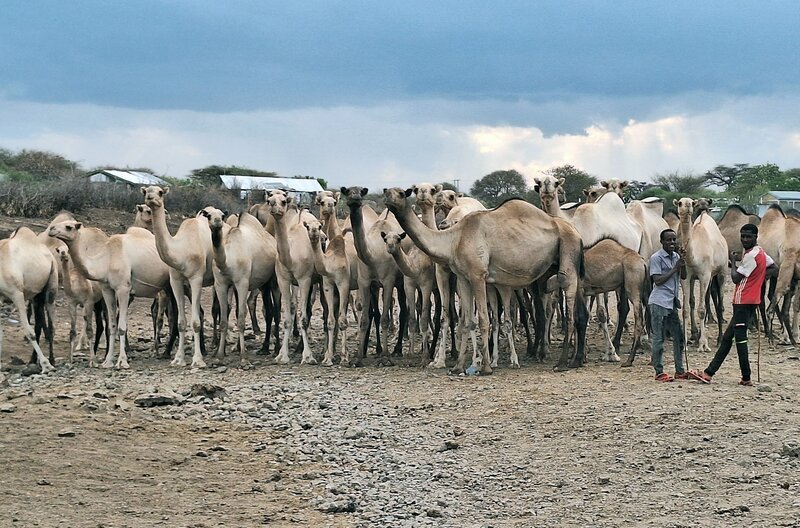 Dromedare kommen besser als andere Nutztierarten mit der langen Trockenzeit zurecht, die von Juni bis November dauern und schwere Dürren verursachen kann. – Bild: MedienKontor/​Clio Sozzani