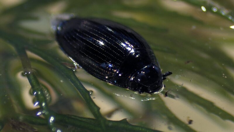 Toni Taumelkäfer lebt im Teich und traut sich nicht vom Fleck. – Bild: ZDF/​Studio TV