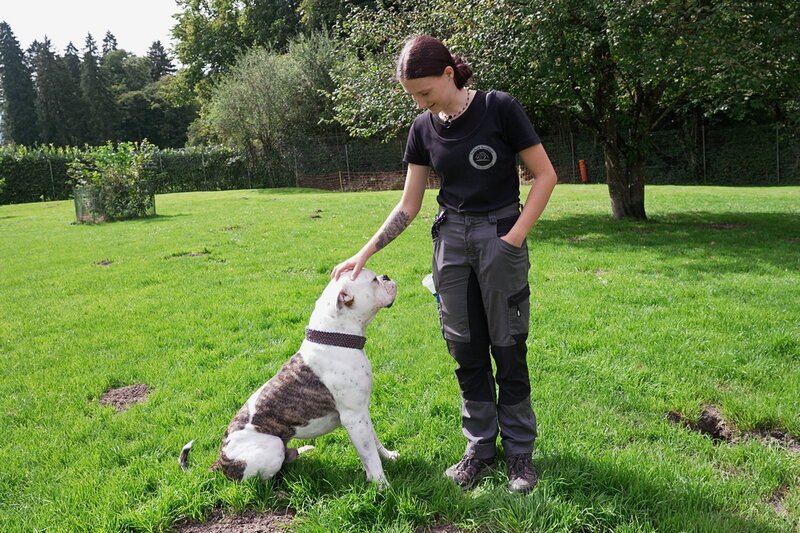 mitenand — Ein Zuhause auf Zeit für Tiere in Not. Hund wird gestreichelt. – Bild: SRF1