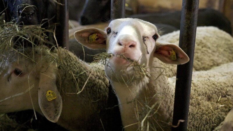 Schafe. – Bild: ORF/​Neulandfilm