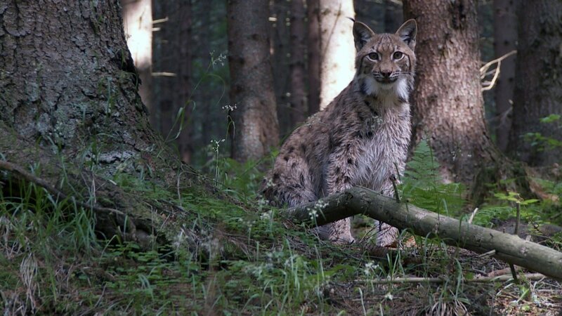 Lars Luchs hört im Wald jedes kleine Geräusch. – Bild: ZDF/​Studio TV