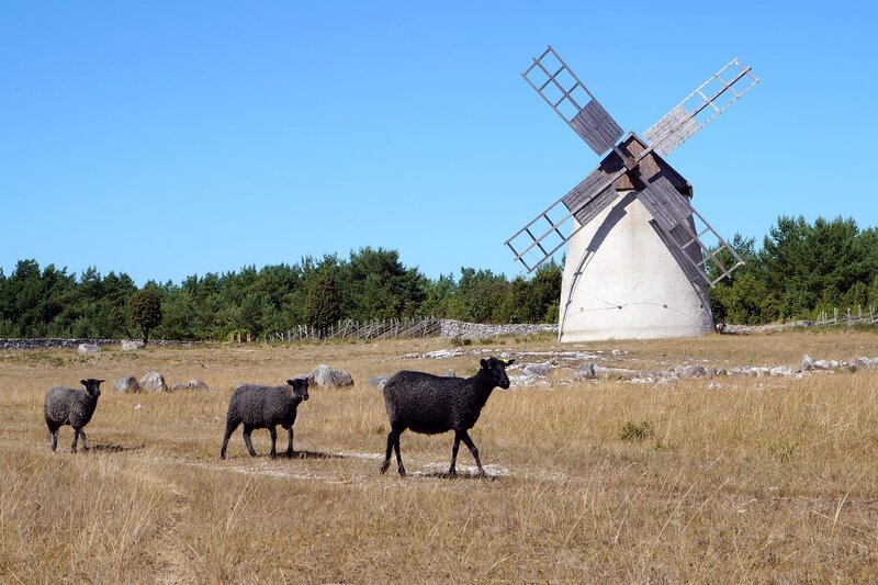 Die robusten und wetterfesten Gotlandschafe sind bestens an das raue Klima auf der Insel angepasst. – Bild: NDR Naturfilm/​Coraxfilm GmbH
