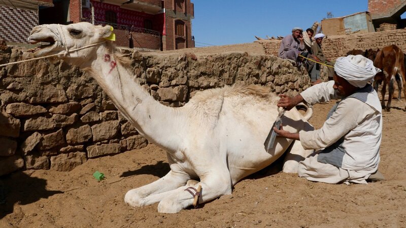Kamelbarbier in Daraw: Auch Kamele sollen schön aussehen – mit Hilfe des Marktfriseurs von Daraw. – Bild: ZDF und arte/​Alexander Hein