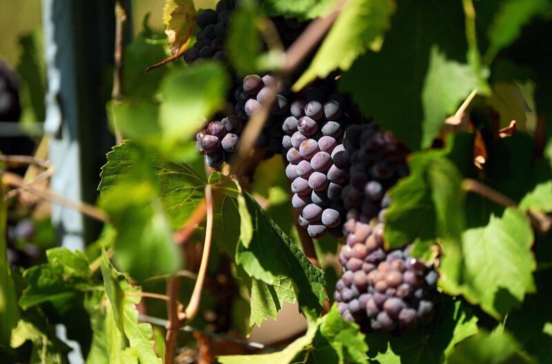 Der September ist für viele moldawische Familien die Zeit der Weinlese. Das Besondere daran: Die Trauben wachsen mitten in der Stadt. – Bild: Elephant Doc