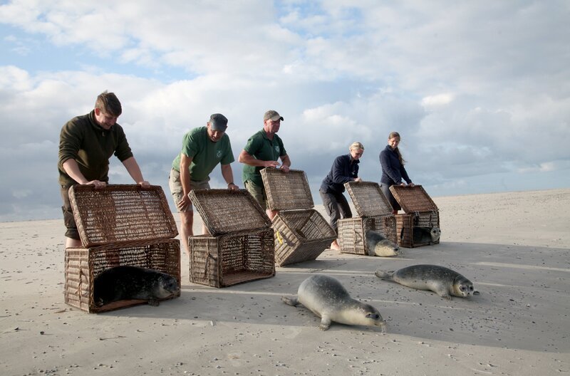 Die geretteten Robbenjungen sollen lernen, selbstständig Fisch zu fressen – Bild: MedienKontor