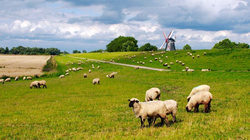 Die meisten Schafe im Norden werden in der Landschaftspflege eingesetzt. – Bild: NDR/erdmanns Filmproduktion / NDR Presse und Information Die meisten Schafe im Norden werden in der Landschaftspflege eingesetzt. – Bild: NDR/erdmanns Filmproduktion / NDR Presse und Information