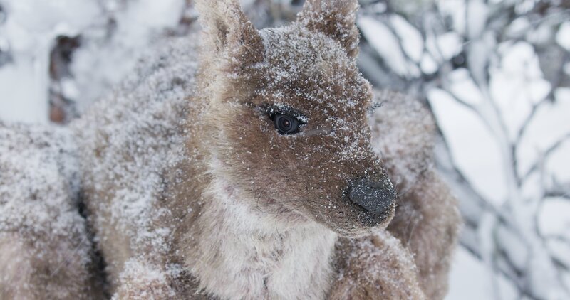 Der naturgetreu gestaltete Känguru-Animatronik ist nur durch die Augenkamera vom Original zu unterscheiden. – Bild: ZDF/​Frederique Olivier