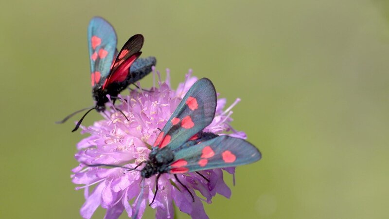 Zwei Schmetterlinge. – Bild: ORF III Zwei Schmetterlinge. – Bild: ORF III