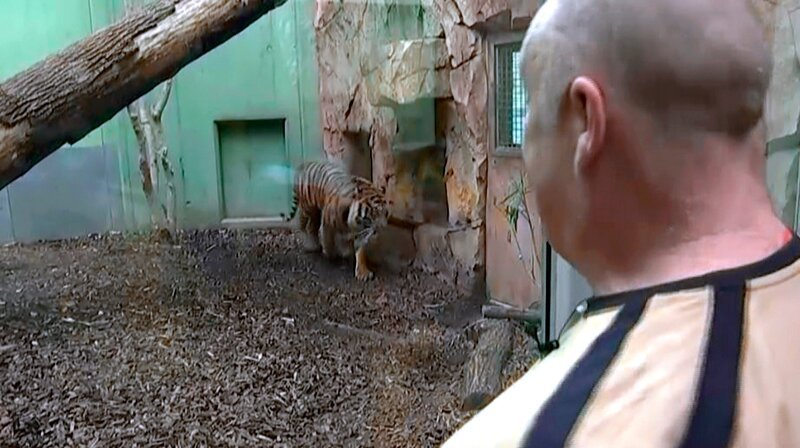 Tigermann Vanni mit Pfleger Hans Karer. – Bild: HR