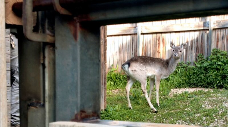 Mesopotamischer Damhirsch aus dem Kronberger Opel-Zoo im Vorgehege des Jerusalemer Zoos. – Bild: HR