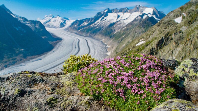 Der mächtige Aletschgletscher, größter und längster Gletscher der Alpen. – Bild: NDR/​Terra Mater Factual Studios/​Wild Nature Film