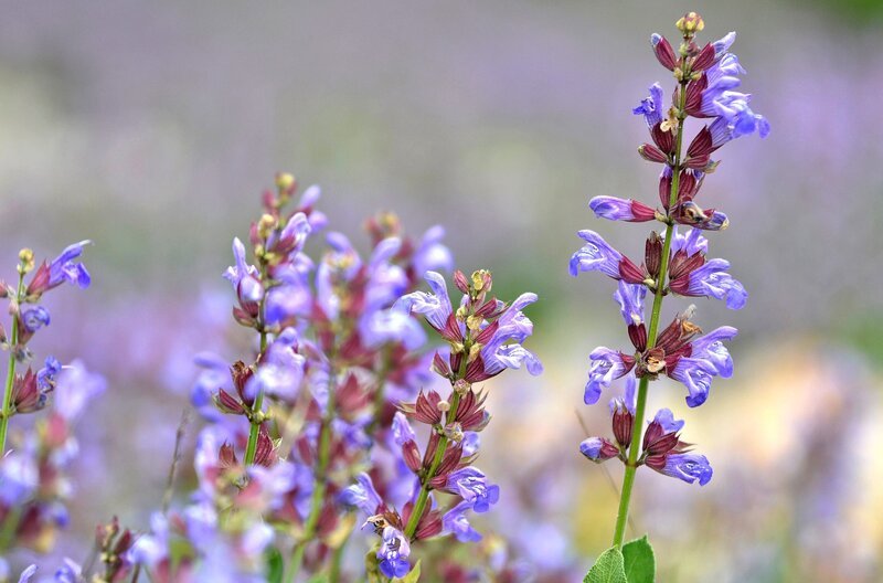 Der Salbei auf der Insel Cres wird nicht sonderlich groß, enthält aber eine hohe Konzentration an ätherischen Ölen. – Bild: ZDF/​MDR/​Petar Kürschner