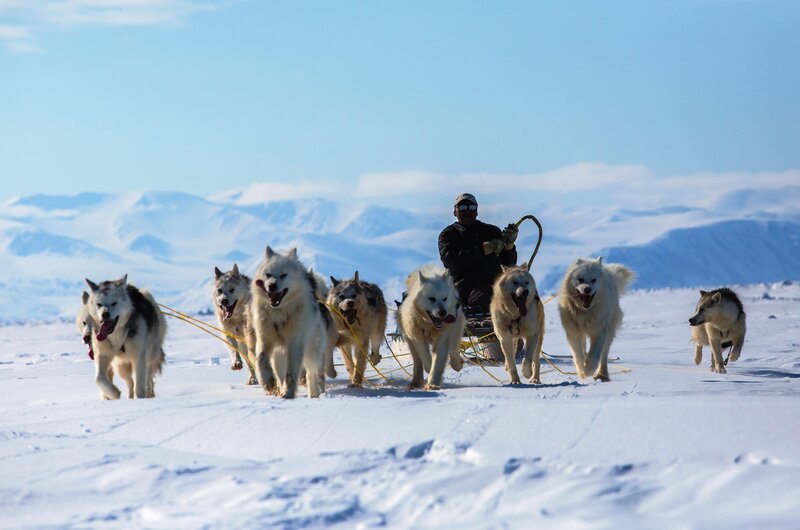 Schlittenhunde ziehen einen Inuit Schlitten – Bild: Brian Leith Productions /​ Terra Mater /​ Kieran O’Donovan