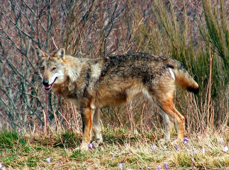 Wölfe hat die Tierwelt am Gran Paradiso seit über hundert Jahren nicht mehr gesehen. Der Wolf war in weiten Teilen Europas ausgerottet, genauso wie die anderen einheimischen Raubtiere wie Bär und Luchs. Aber in Italien hat er überlebt, dank der einsamen Bergrücken im Apennin. In den letzten 50 Jahren hat sich die Wolfspopulation dort sogar erholen können. – Bild: NDR/​BR/​Paolo Bongi