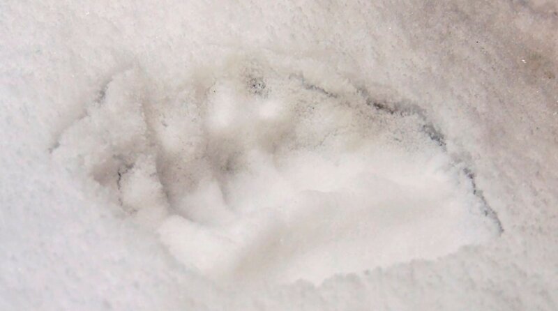 Im Oktober tappte ein Bär in der Nähe von Linderhof, dem berühmten bayerischen Märchen-Königsschloss in eine Fotofalle. Seither sucht Bärenexperte Klaus Endres die Umgebung des Schlosses nach Bärenspuren ab. Zum Glück verhält sich der Neue unauffällig, taucht hier mal auf einer Wildkamera auf, hinterlässt dort mal eine Spur im Schnee. So richtig gesehen hat den „Bär ohne Namen“ in Bayern kaum jemand. Ein unauffälliger, menschenscheuer Einwanderer aus dem Trentino. Hat der neue Bär eine Chance, in Bayern frei zu leben? Wie umgehen mit einem großen Raubtier? Für die Schafzüchter in Graswang ist klar, ein frei lebender Bär hat in Bayern nichts verloren. Noch weniger der Wolf, der in letzter Zeit Schafe gerissen hat. – Bild: BR/​Ralph-Jürgen Schönheinz
