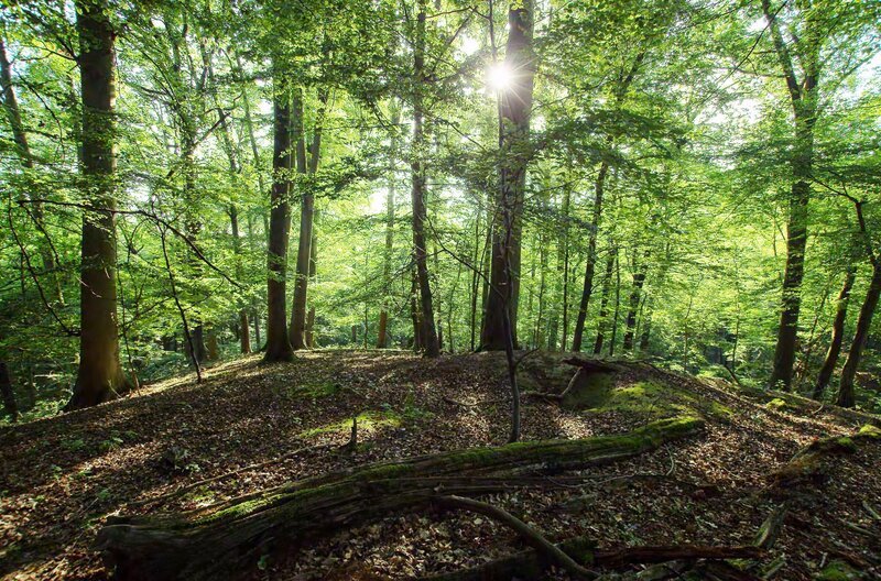 In der Hohen Schrecke hat sich auf wundersame Weise ein Wald erhalten, wie er ohne Zivilisation überall bei uns wachsen würde – der typisch deutsche Wald, mit riesigen, uralten Buchen. – Bild: MDR/​Stefan Simank
