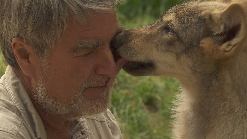Seit 2008 zieht Kurt Kotrschal im Wolfsforschungszentrum Ernstbrunn junge Timberwölfe auf. – Bild: ARTE /​ MedienKontor /​ Markus Schmidbauer