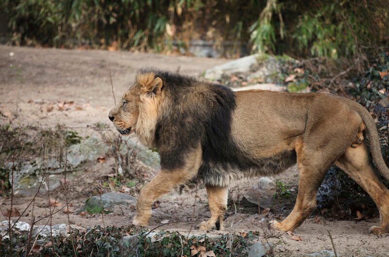 Der Löwe Kashi im Frankfurter Zoo. – Bild: HR