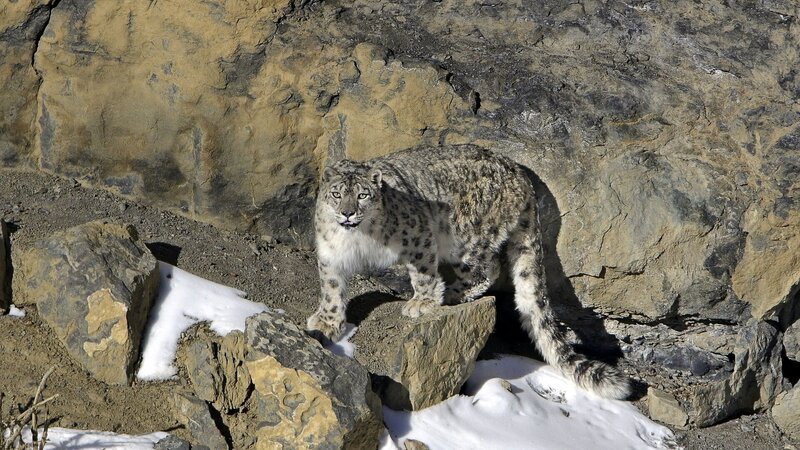  – Bild: Bedi Films