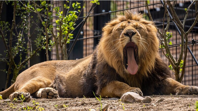 Shapur hat sich im Schweriner Rote-Liste-Zentrum gut eingelebt. – Bild: NDR/Mathias Schulze Shapur hat sich im Schweriner Rote-Liste-Zentrum gut eingelebt. – Bild: NDR/Mathias Schulze