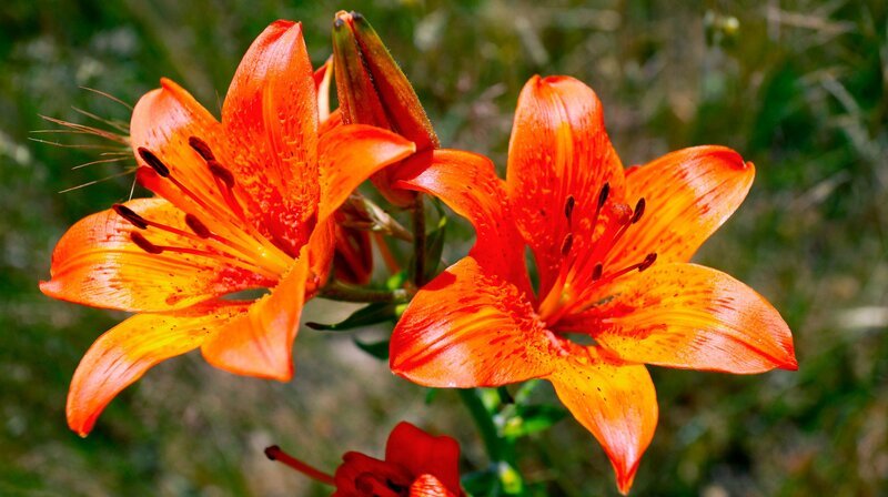 Die Feuerlilie ist eine Pflanze, die im Wendland nur noch auf einem Feld zu finden ist und sonst als Wildpflanze in der Region ausgestorben ist. – Bild: NDR/​Klaus Weißmann