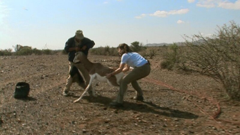 Beim Fang einer Mhorrgazelle. – Bild: BR