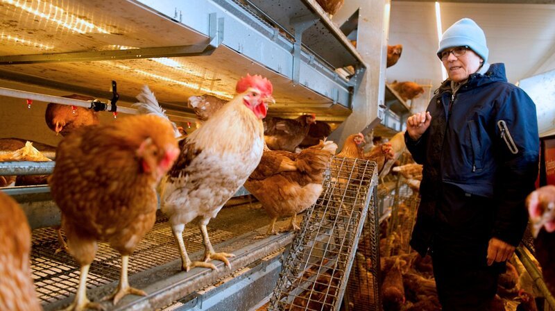 Neue Hühner fürs Mobil – Bild: NDR/​Jess Hansen