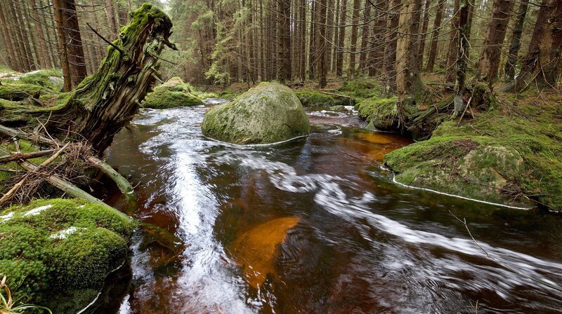 Der Harz ist reich an Niederschlägen, die zahlreiche Waldbäche und Gebirgsflüsse füllen. – Bild: NDR/​Doclights GmbH/​Uwe Anders