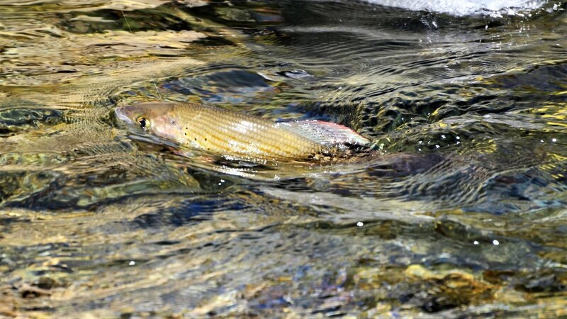 Fisch in der Möll. Foto: ORF/​Kärntner Fischereivereinigung. – Bild: ORF/​Kärntner Fischereivereinigung