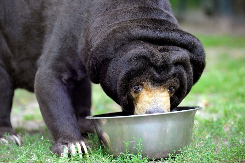 Malaienbärin Maika bekommt ihre Suppe serviert – selbstverständlich vom Revierchef persönlich. – Bild: rbb/​Thomas Ernst