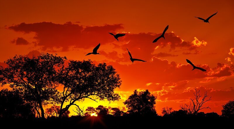 Landscape of Africa with warm sunset, beautiful nature, dramatic red sky, silhouettes of big Ibis birds, wildlife safari, Eco travel and tourism, South Africa, Kruger national park, Sabi Sand – Bild: Anna Omelchenko