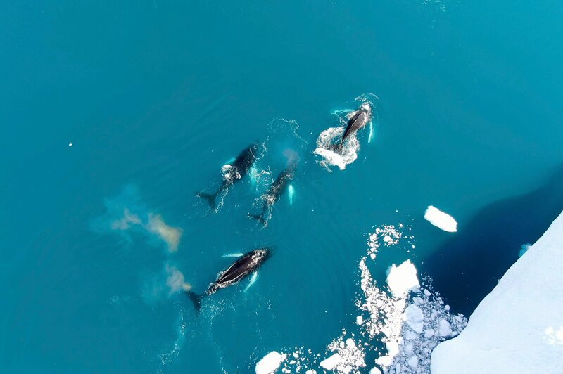 Buckelwale sind Profiteure der Erwärmung Grönlands – im nährstoffreichen Wasser finden sie ausreichend Nahrung. – Bild: Doclights /​ NDR Naturfilm /​ Terra Mater Studios GmbH /​ Gunberg Lange