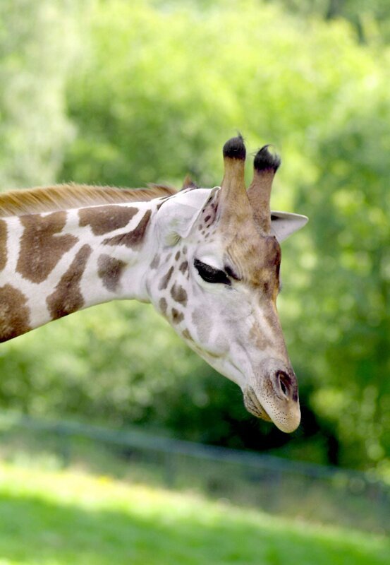 Giraffe im Opel-Zoo. – Bild: HR/​Petra Bruder