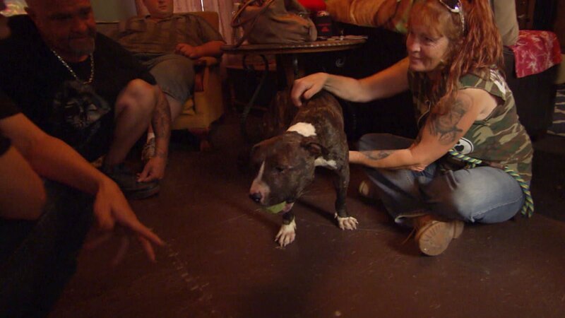 Boss Tia helps the team to take care of a badly battered pit bull who was abused as a fighting dog. – Bild: Animal Planet