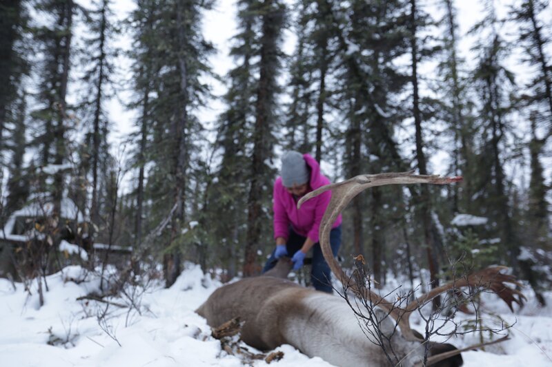 Edna helps with the caribou. – Bild: Discovery Channel /​ Discovery Communications