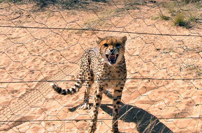 Ein entlaufener Gepard muss eingefangen werden. – Bild: SWR